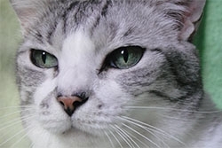 pozhilye-koty2_250x250[1]